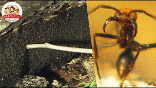 太陽に蟻 Viewer Discretion is Advised】The Camera Goes Inside the Colony of