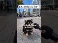 茶色い足跡 #pr #ワン寿 #柴犬