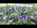 どこを切る?ナスの収穫方法