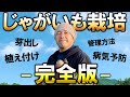 【完全版】失敗しないじゃがいも栽培～芽出しから収穫まで〜【自然農法】
