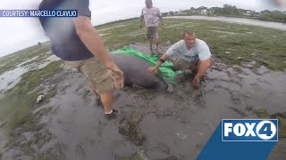 Manatees rescued after being stranded by Hurricane Irma