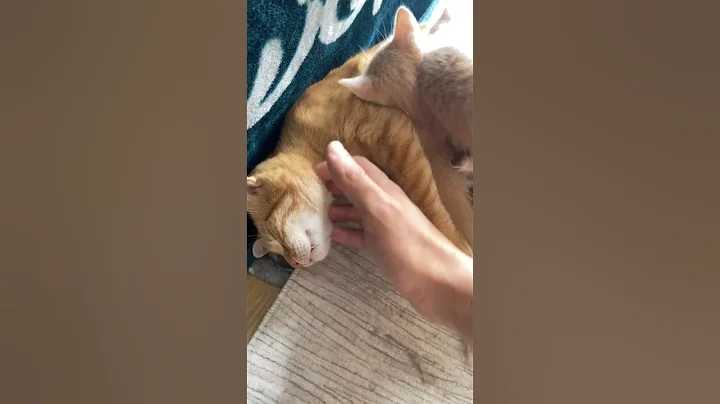 Video 11334321: kittens persian cat tabby, food tabby cat persian, kitten cute persian tabby, persian cat kitten sweet, cat kitten adorable persian, cats kitten mother love, cat pure love