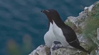 A Day In The Life Of Rspb Bempton Cliffs Reserve