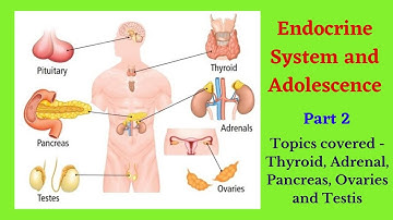STS JODA | ICSE BIOLOGY Std 8 | Chapter 5 | Endocrine System and Adolescence Part 2