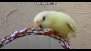 unedited footage of a green bird