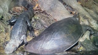 Is this a small alligator or is it a big softshell turtle? It's BOTH. in The Villages, Florida