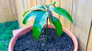 How To Grow A Mango Tree From Seed in 6 Weeks  EASY  Includes Time Lapse