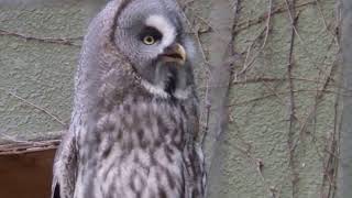 動物園の鳥】千葉市動物公園 カラフトフクロウ Great Grey Owl（H25