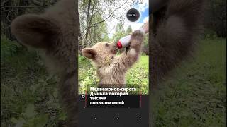 Медвежонок-сирота Дынька покорил тысячи пользователей
