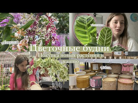 Зелёный VLOG ||