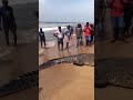 Крокодил в океане Шри Ланка!  Это немыслимо, экология терпит крах!