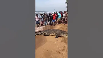 Крокодил в океане Шри Ланка!  Это немыслимо, экология терпит крах!