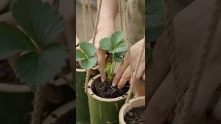 Genius DIY Bamboo Planter Idea You Need To Try! 🍓✨ #diy #gardening #bamboo #crafts #satisfying
