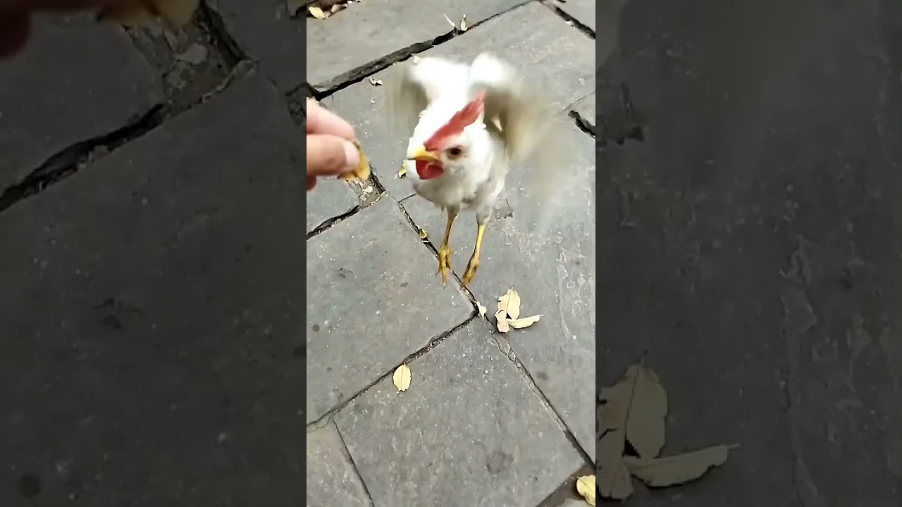 मुर्गे || murge 😍❤ 