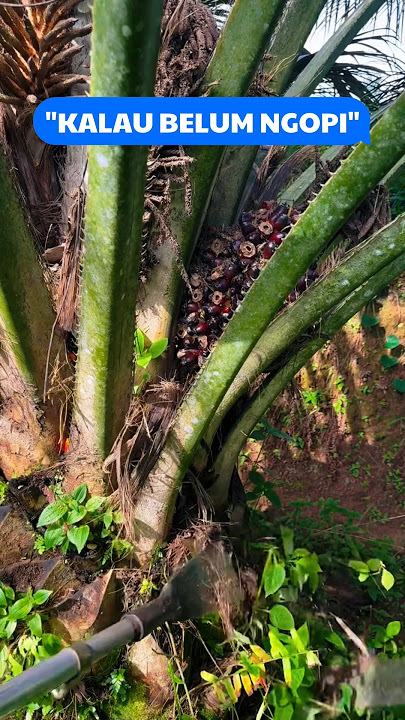 👉'WHY? If you haven't had coffee, the palm oil harvest isn't as exciting' #viralshorts