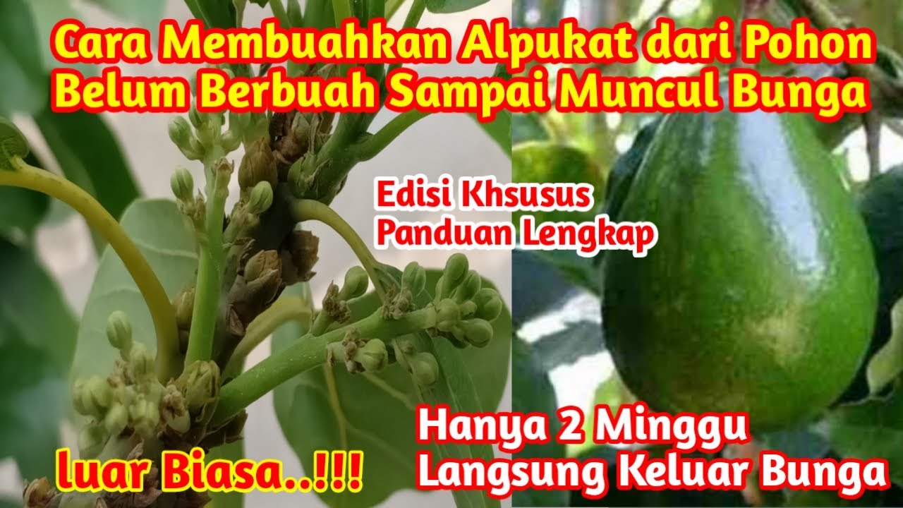 Terbaru Dan Terlengkap !! Cara Membuahkan  Alpukat dari Pohon Belum Berbuah Sampai Keluar Bunga