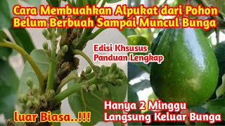 Terbaru Dan Terlengkap !! Cara Membuahkan  Alpukat dari Pohon Belum Berbuah Sampai Keluar Bunga screenshot 4