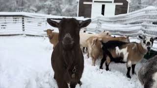 Goats venture out into first snowy morning! by Sunflower Farm Creamery 429,292 views 4 months ago 2 minutes, 39 seconds