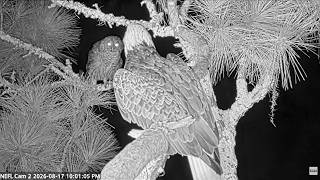 Owl Strike on Beau (NEFL Cams Courtesy of American Eagle Foundation)