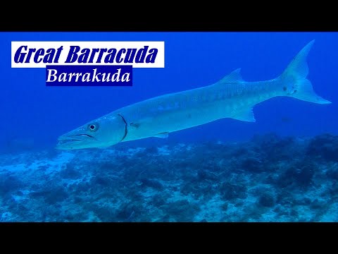 Great Barracuda | Barrakuda