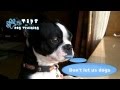 Dog Training in Chicago | Pack Leader | Dog Behaviorist Dog Training in Chicago | Pack Leader | Dog Behaviorist