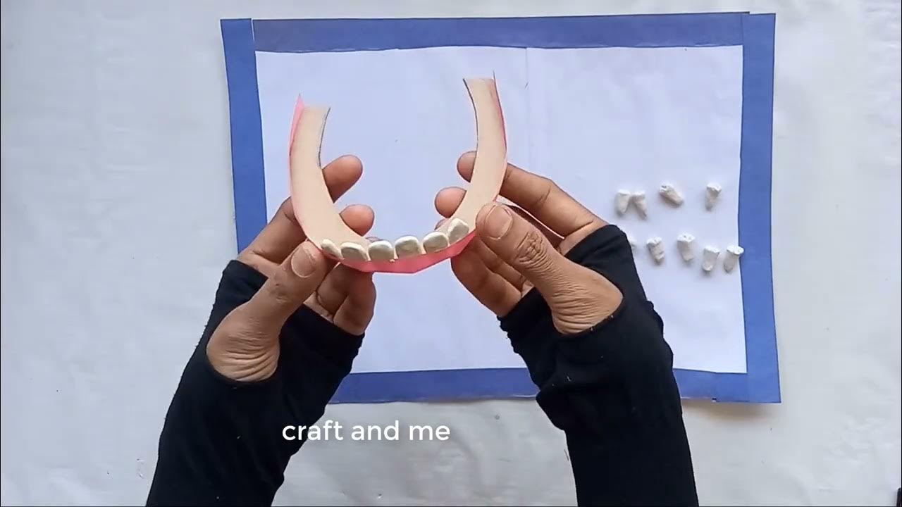 Types of teeth Model School project for student Science TLM Types of teeth YouTube