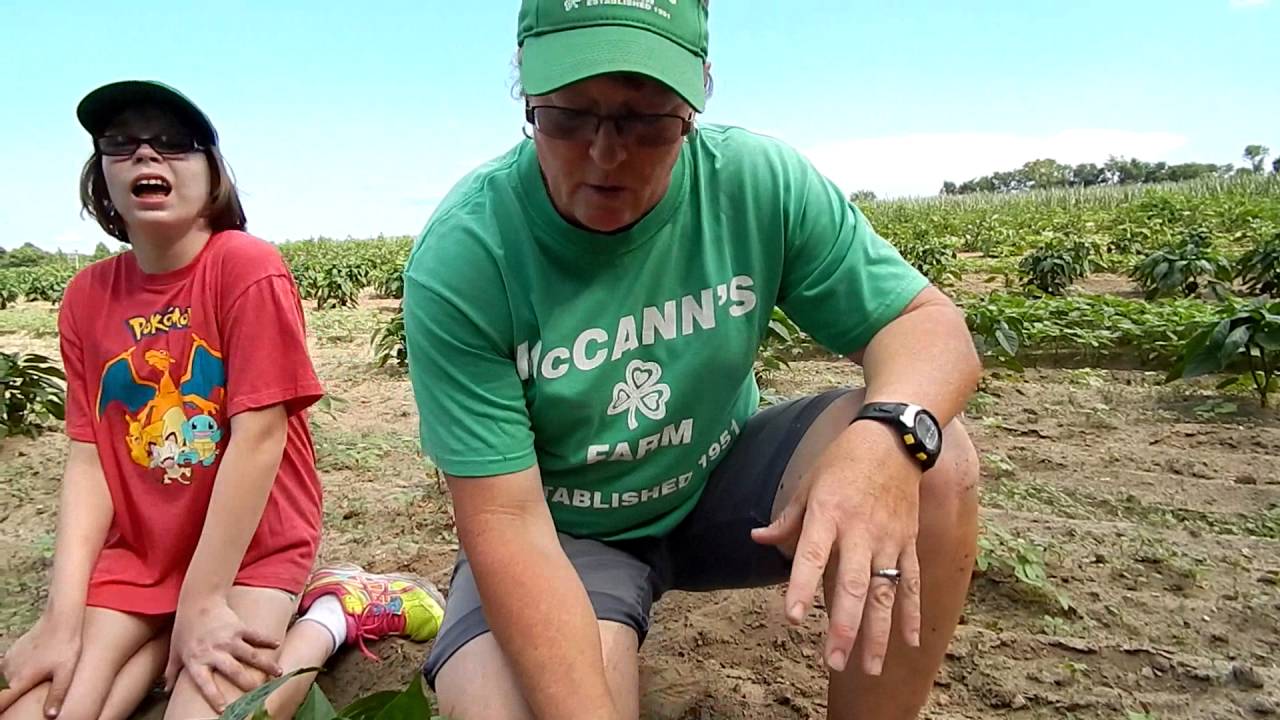 A Walk Through the Pepper Fields & Pepper Festival?