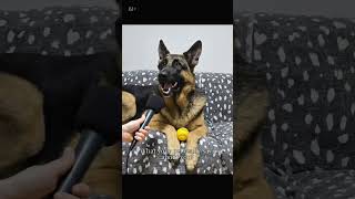 What You Most Love About Your Human