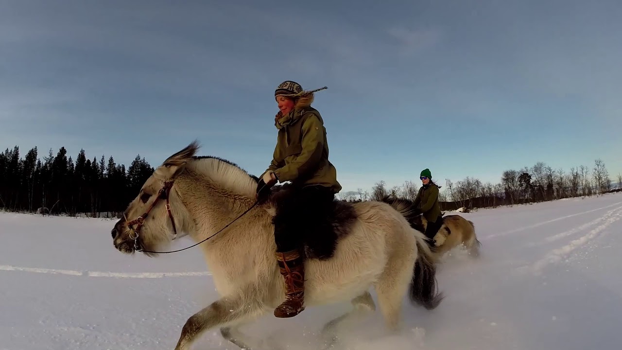 Arctic magic of horses