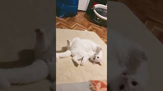 Funky Axel  #cats #axel #funnycatvideos #funkytown #sleepingpositions #yogacat