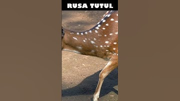 RUSA TUTUL | Inilah Rusa Tutul #short #shorts #rusa #rusatutul #rusatotol