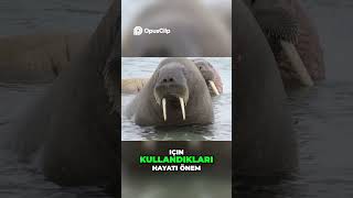 Morsların Dramı Küresel Isınma Ve Hayatta Kalma Mücadelesi