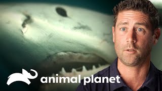 3 Aterradores Ataques De Tiburón Solo Y En Peligro Animal Planet