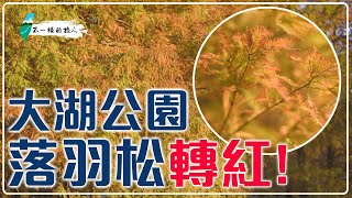 2019大湖公園落羽松紅了！快搭捷運來大湖公園站欣賞冬季 ...