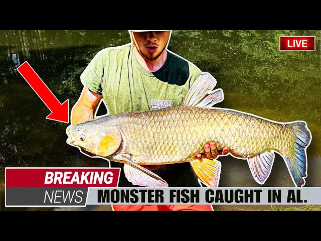 GIANT OLD Fish Caught in a TINY POND!! *insane* 