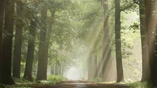 4K time lapse | Dynamic Forest Light rays in a morning spring
