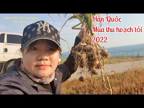 Video Xkld Hàn Quốc 2022???????? Làm nông ở Hàn Quốc_ Một ngày... - youtube