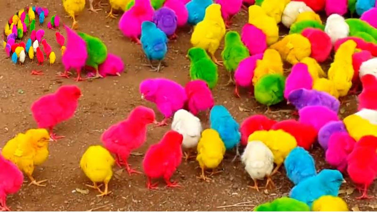 Colorful Chicks , Lovely Hen Baby Chicks ,how to make a chicken coop