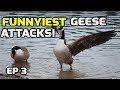 Funnyiest Aggressive Geese attacks (complation) - 2018