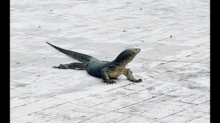 Monitor Lizard at Punggol on my bike ride 28/6/2025