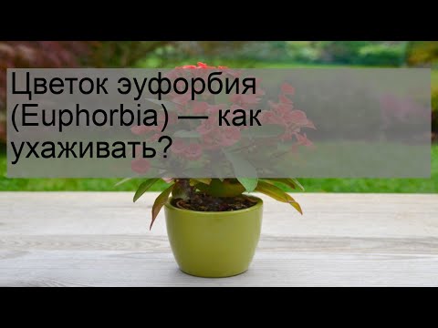 Video: Rawa Euphorbia