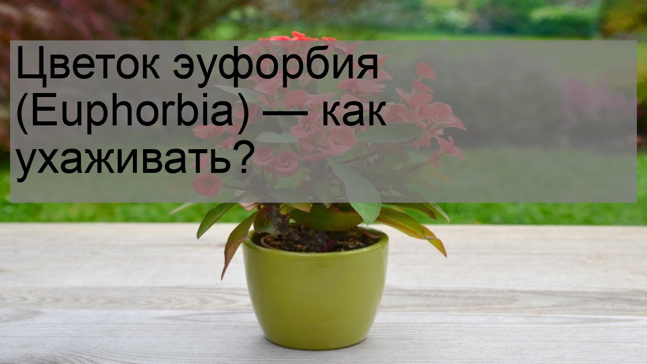Цветок эуфорбия (Euphorbia) — как ухаживать? - YouTube