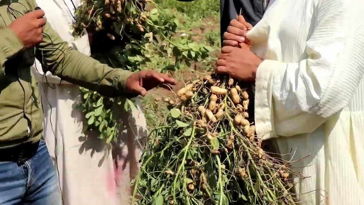 انطلاق موسم حصاد الفول السوداني ومشاركة فرحة المزارعين