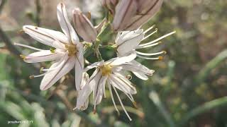 02 - Branched Asphodel, (Asphodelus ramosus), Asphodèle ramifié, Lan nhật quang, 아스포델루스, بروق متفرع