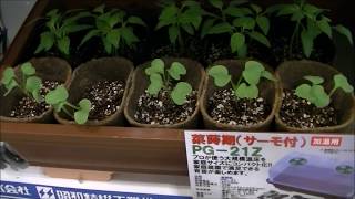 【昭和精機工業】JAPAN DIY HOMECENTER SHOW 2017