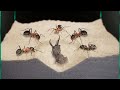La brutale bataille des fourmis et des fourmis alimentation en direct