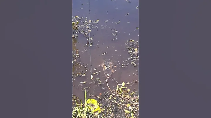 Little Gator in the back yard pond
