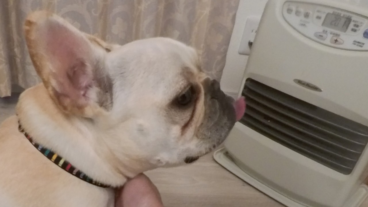 【田舎住み】フレンチブルのモーニングルーティン。