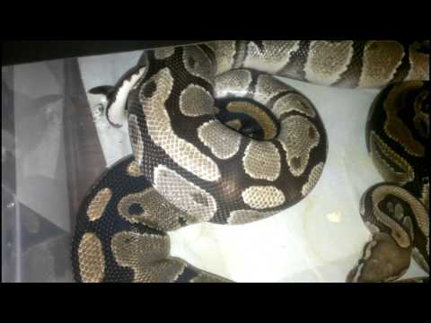 First ball python lock up
