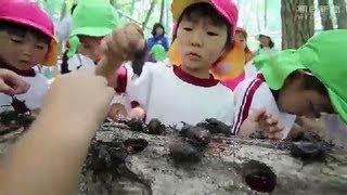 今年もカブトムシと遊ぼう　福島・田村で「放虫式」